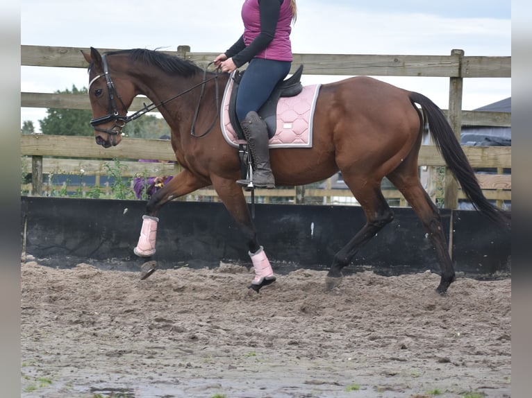 Altre razze Giumenta 13 Anni 162 cm Baio ciliegia in Achtmaal