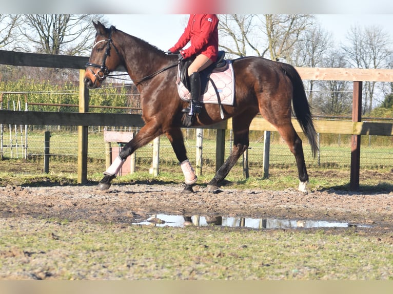 Altre razze Giumenta 13 Anni 164 cm Baio scuro in Achtmaal