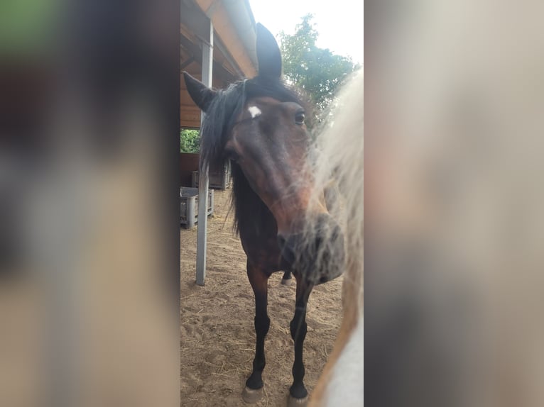 Altre razze Mix Giumenta 13 Anni 165 cm Baio in Oldeholtpade