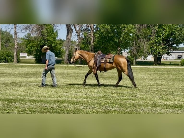 Altre razze Giumenta 13 Anni Pelle di daino in Cannon Falls