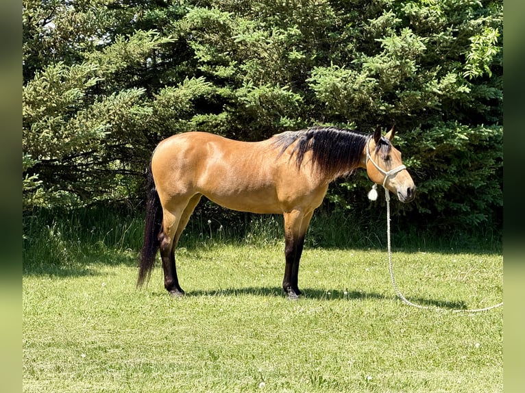 Altre razze Giumenta 13 Anni Pelle di daino in Cannon Falls