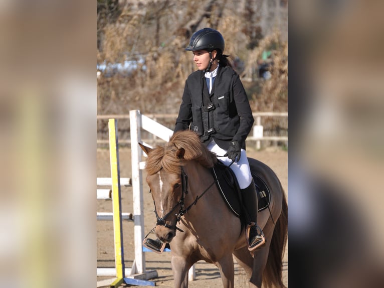 Altre razze Giumenta 14 Anni 138 cm Sauro in Sabadell