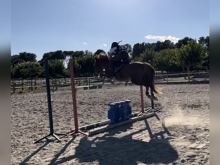 Altre razze Giumenta 14 Anni 138 cm Sauro in Sabadell