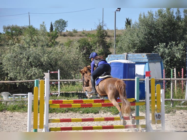 Altre razze Giumenta 14 Anni 138 cm Sauro in Sabadell