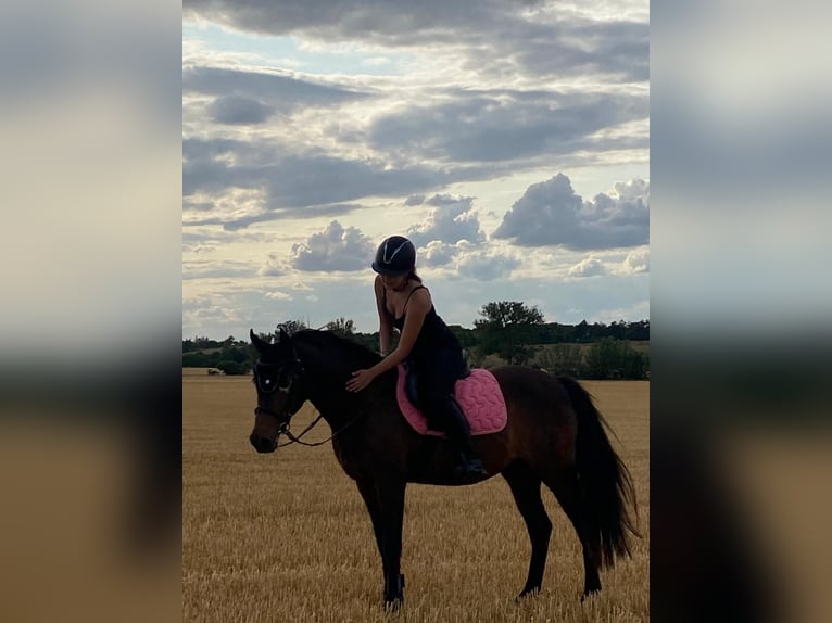 Altre razze Giumenta 14 Anni 142 cm Baio in Weißensee