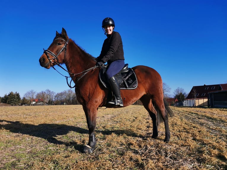 Altre razze Giumenta 14 Anni 142 cm Baio in Weißensee