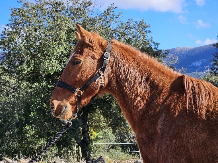 Altre razze Giumenta 14 Anni 142 cm Sauro in Zerf