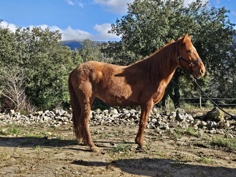 Altre razze Giumenta 14 Anni 142 cm Sauro in Zerf