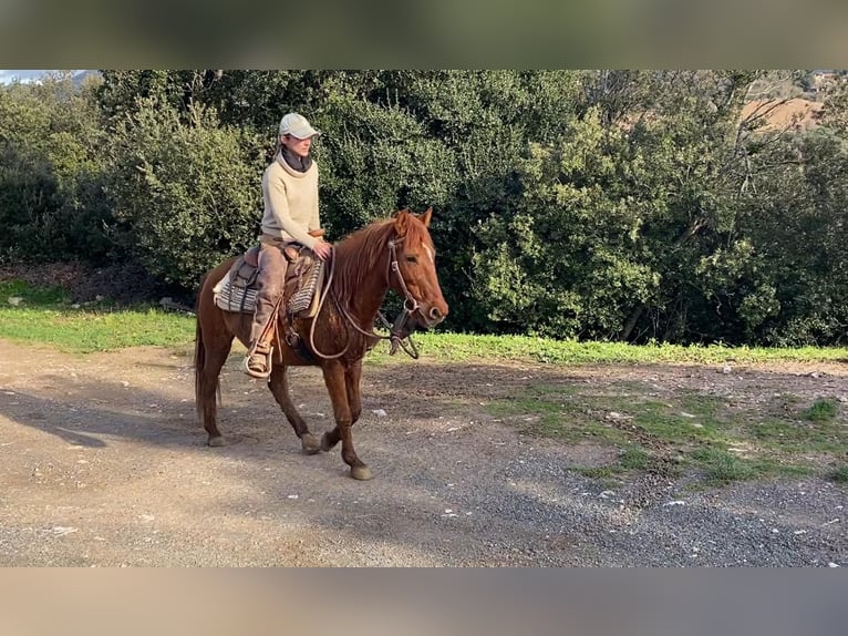 Altre razze Giumenta 14 Anni 142 cm Sauro in Zerf