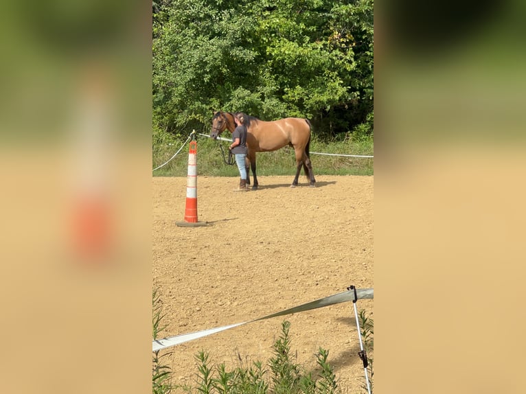 Altre razze Giumenta 14 Anni 152 cm Falbo in Irwin