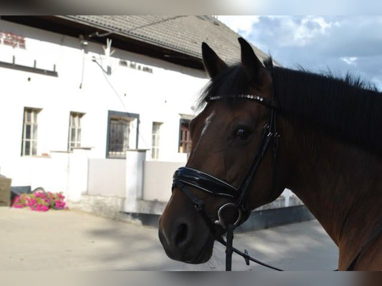 Altre razze Giumenta 14 Anni 155 cm Baio in Grevenbroich