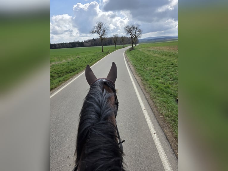 Altre razze Giumenta 14 Anni 155 cm Morello in Ellwangen (Jagst)