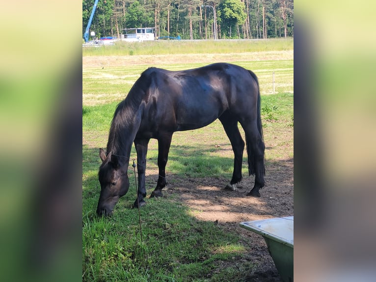 Altre razze Mix Giumenta 14 Anni 160 cm Morello in Wallenhorst