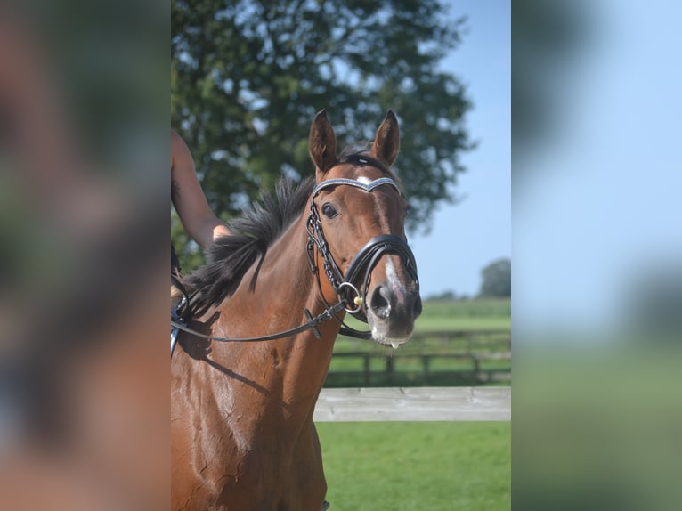 Altre razze Giumenta 14 Anni 161 cm Baio in Breda