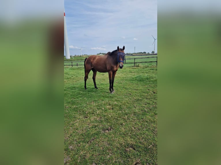 Altre razze Giumenta 14 Anni 161 cm Baio in Breda