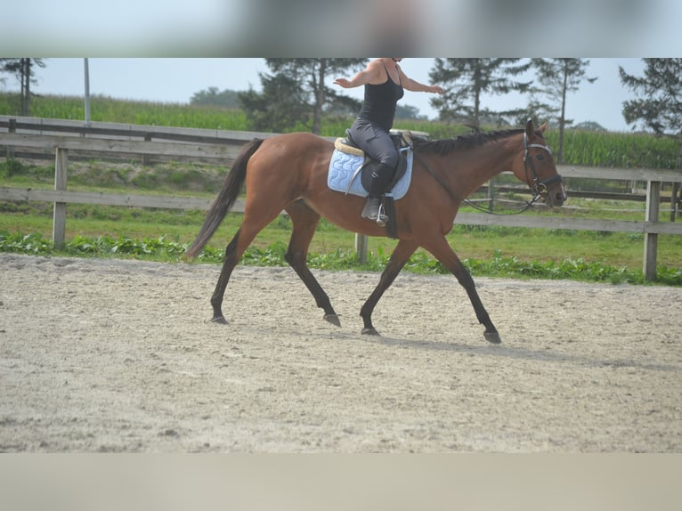 Altre razze Giumenta 14 Anni 161 cm Baio in Breda