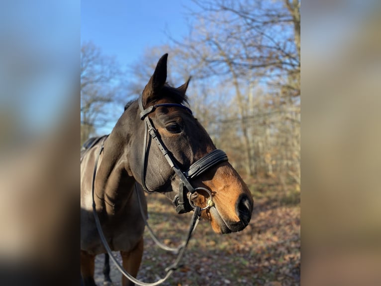 Altre razze Giumenta 14 Anni 161 cm Baio scuro in Saint-Laurent-Nouan