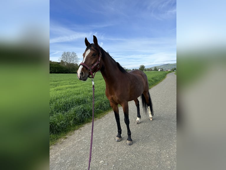 Altre razze Giumenta 14 Anni 165 cm Baio in Lahnstein