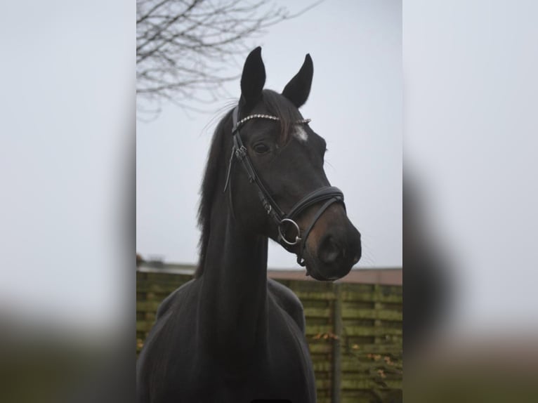 Altre razze Giumenta 14 Anni 166 cm Morello in Breda