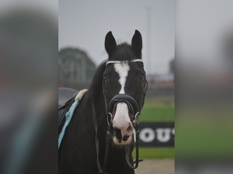 Altre razze Giumenta 14 Anni 169 cm Morello in Breda