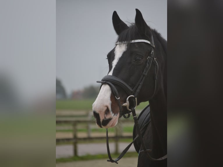 Altre razze Giumenta 14 Anni 169 cm Morello in Breda