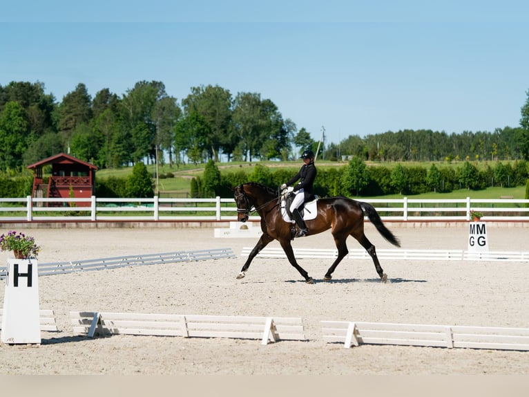 Altre razze Giumenta 14 Anni 172 cm Baio scuro in Winterthur