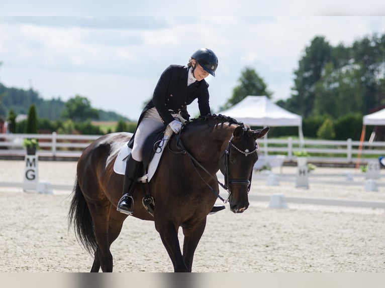 Altre razze Giumenta 14 Anni 172 cm Baio scuro in Winterthur