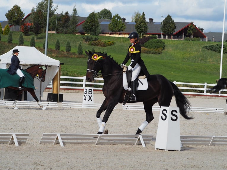 Altre razze Giumenta 14 Anni 172 cm Baio scuro in Winterthur