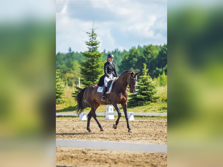 Altre razze Giumenta 14 Anni 172 cm Baio scuro in Winterthur