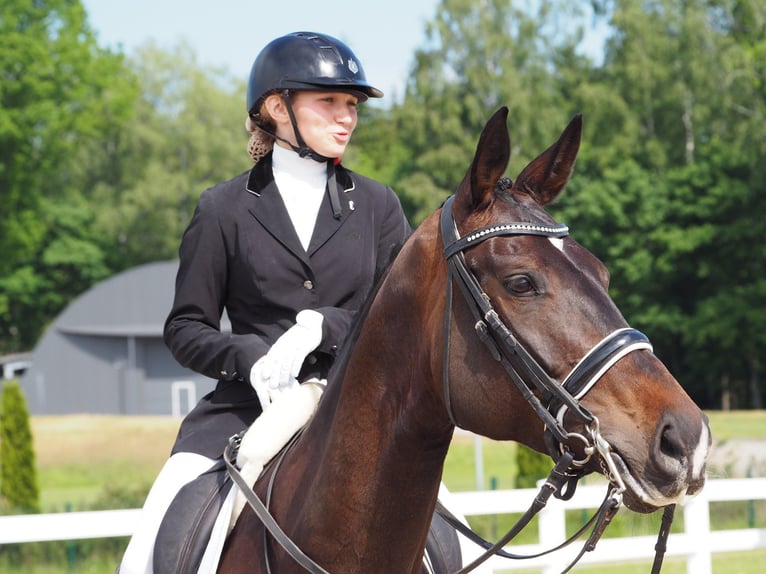 Altre razze Giumenta 14 Anni 172 cm Baio scuro in Winterthur