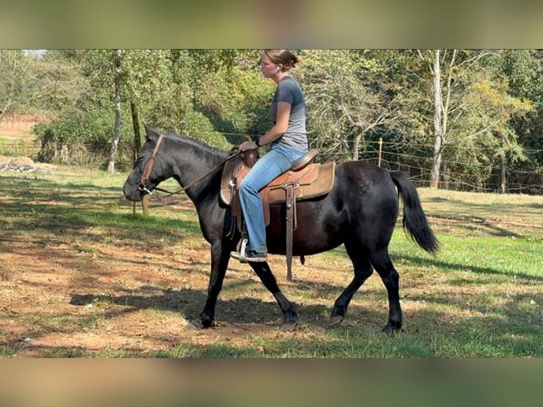 Altre razze Giumenta 14 Anni Morello in Carnesville