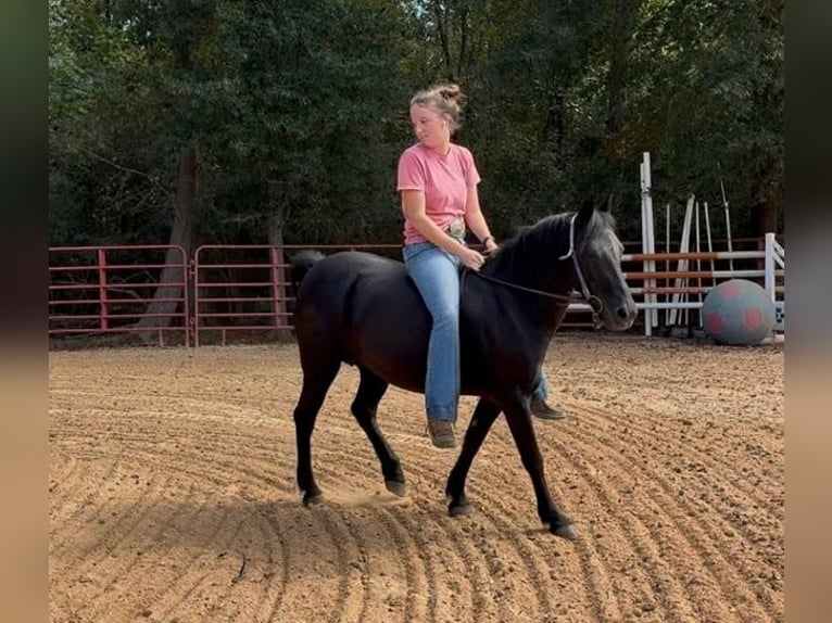 Altre razze Giumenta 14 Anni Morello in Carnesville