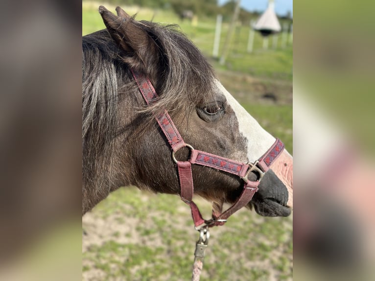 Altre razze Mix Giumenta 15 Anni 120 cm Baio ciliegia in Bredstedt