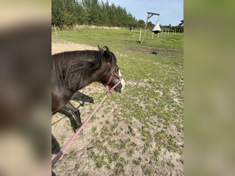 Altre razze Mix Giumenta 15 Anni 120 cm Baio ciliegia in Bredstedt