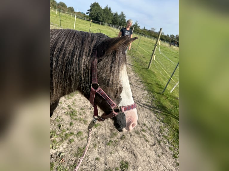 Altre razze Mix Giumenta 15 Anni 120 cm Baio ciliegia in Bredstedt