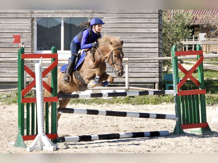 Altre razze Giumenta 15 Anni 138 cm Sauro in Sabadell