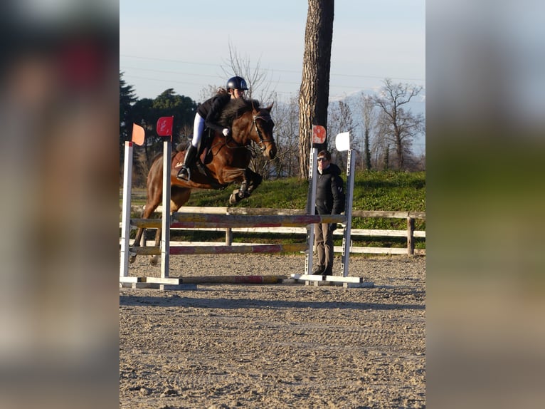 Altre razze Giumenta 15 Anni 145 cm Baio in mirano