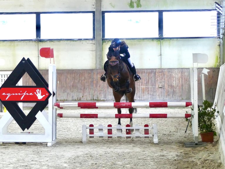 Altre razze Giumenta 15 Anni 145 cm Baio in mirano