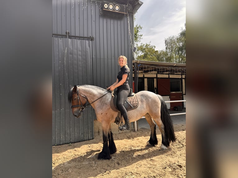 Altre razze Giumenta 15 Anni 145 cm  in Köln