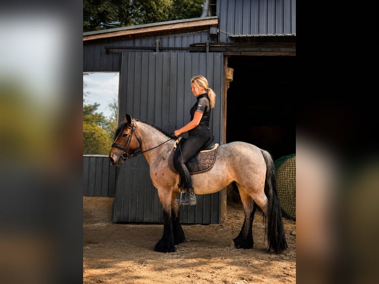 Altre razze Giumenta 15 Anni 145 cm  in Köln
