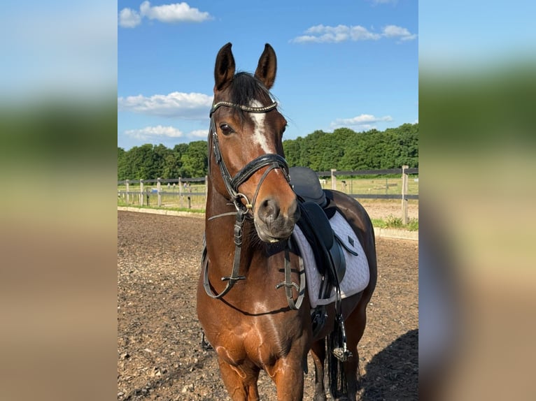 Altre razze Giumenta 15 Anni 147 cm Baio in Nijmegen