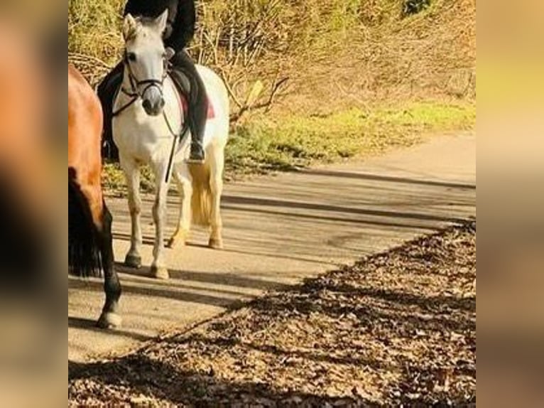 Altre razze Giumenta 15 Anni 152 cm Grigio in Neuburg an der Donau