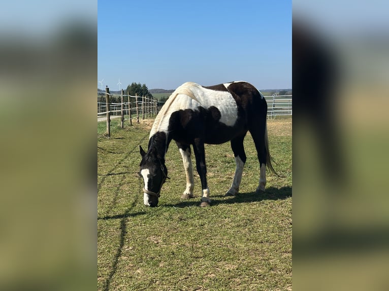 Altre razze Mix Giumenta 15 Anni 152 cm Pezzato in Hillesheim