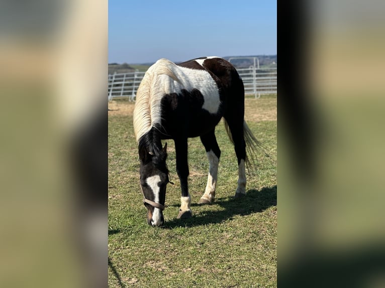 Altre razze Mix Giumenta 15 Anni 152 cm Pezzato in Hillesheim