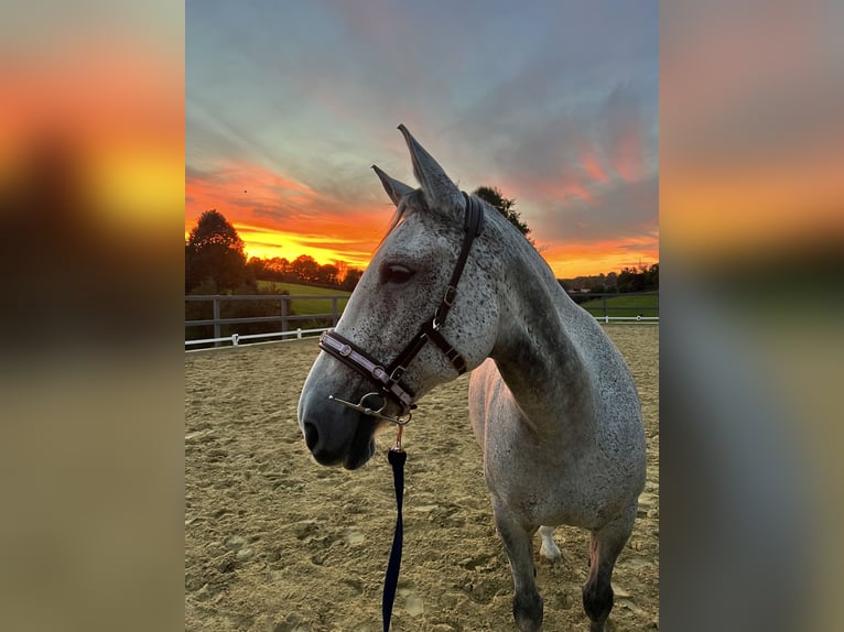 Altre razze Giumenta 15 Anni 162 cm Grigio pezzato in Dormagen