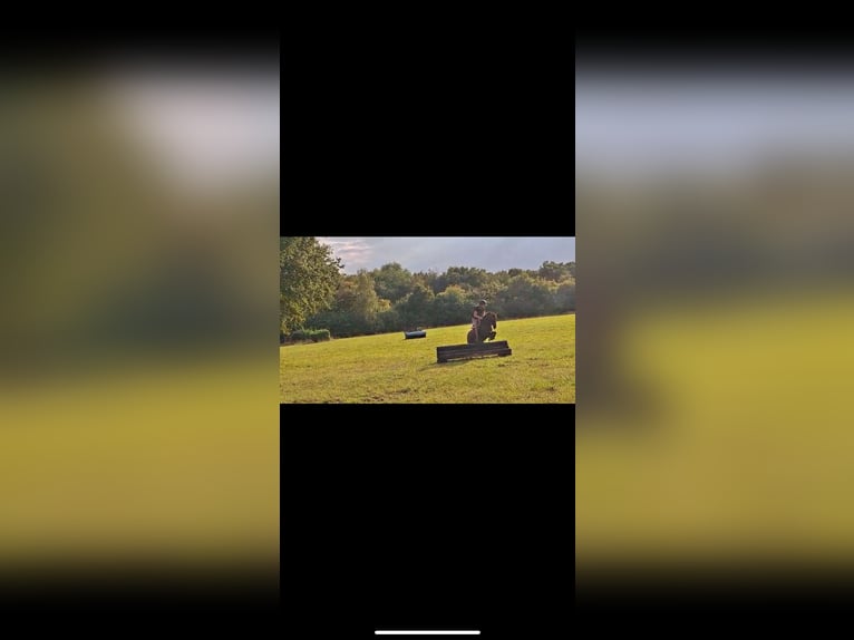 Altre razze Giumenta 16 Anni 132 cm Sauro in Borken Altre razze Giumenta 16 Anni 132 cm Sauro in Borken