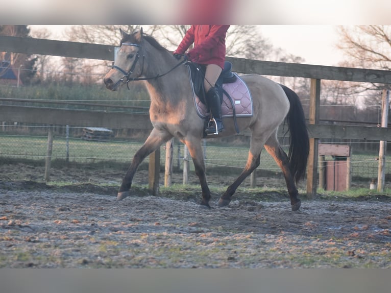 Altre razze Giumenta 16 Anni 145 cm Falbo in Achtmaal