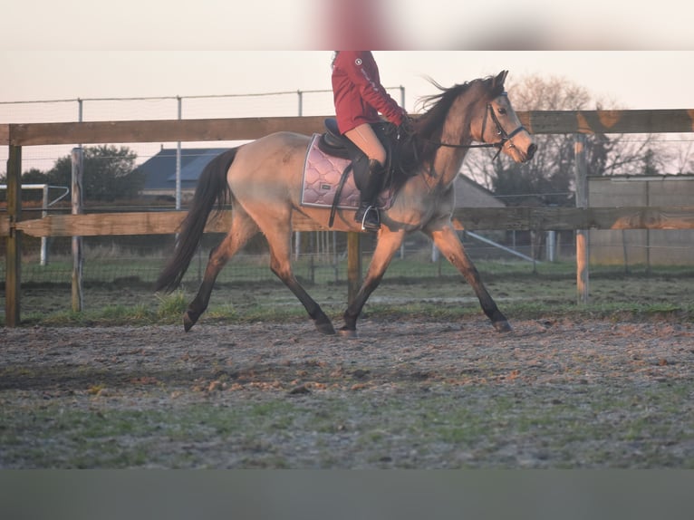 Altre razze Giumenta 16 Anni 145 cm Falbo in Achtmaal