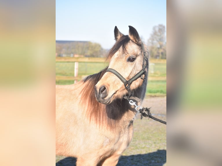 Altre razze Giumenta 16 Anni 145 cm Falbo in Achtmaal