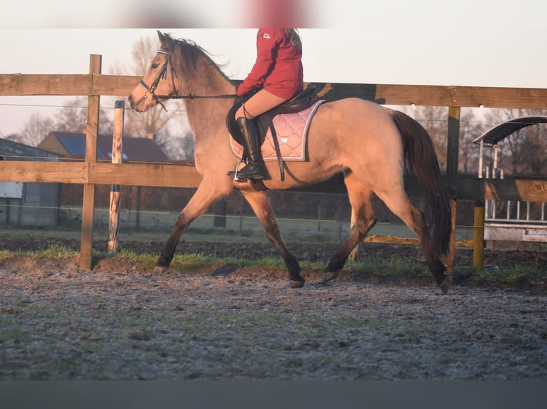 Altre razze Giumenta 16 Anni 145 cm Falbo in Achtmaal